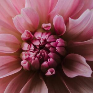 Roze dahlia, voor de groep (Peri)Menopauze